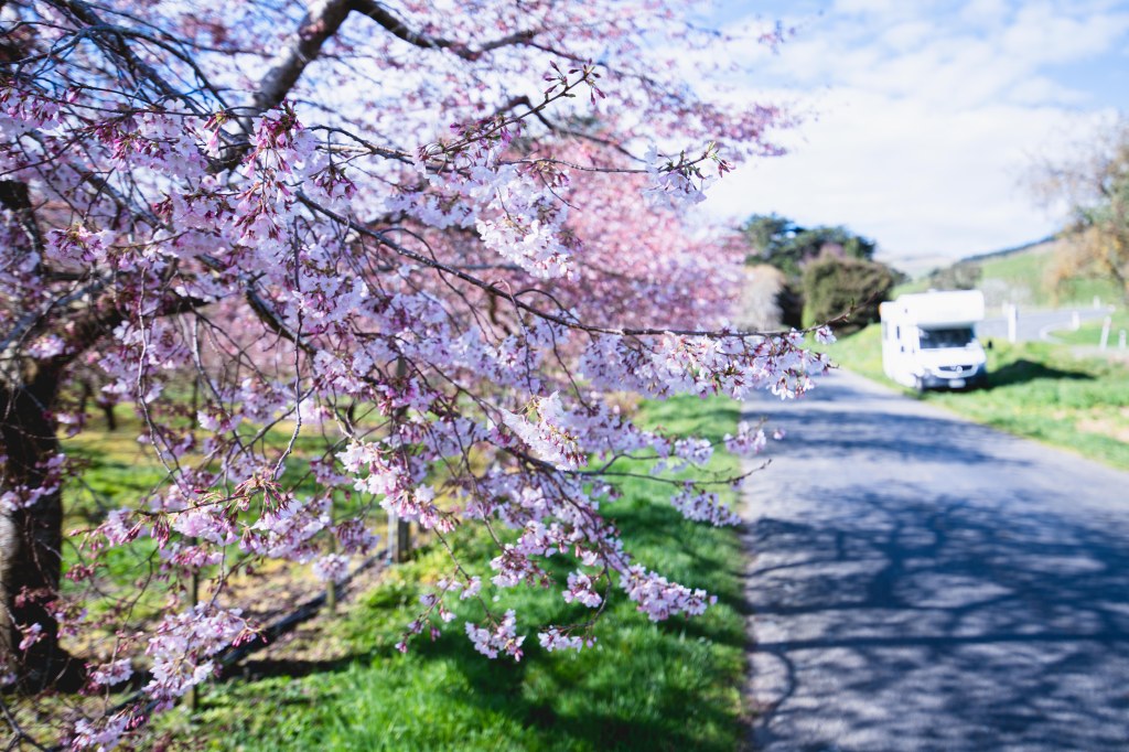 Sakura in New Zealand
